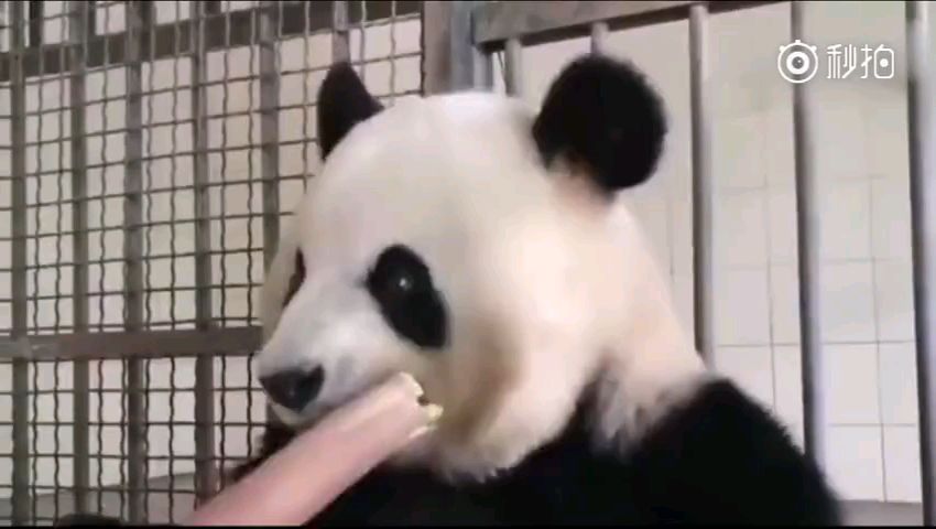 一位很专业的吃播主播,简单粗暴,魔性到停不下来!